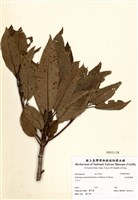 藏品(大枝掛繡球)的圖片